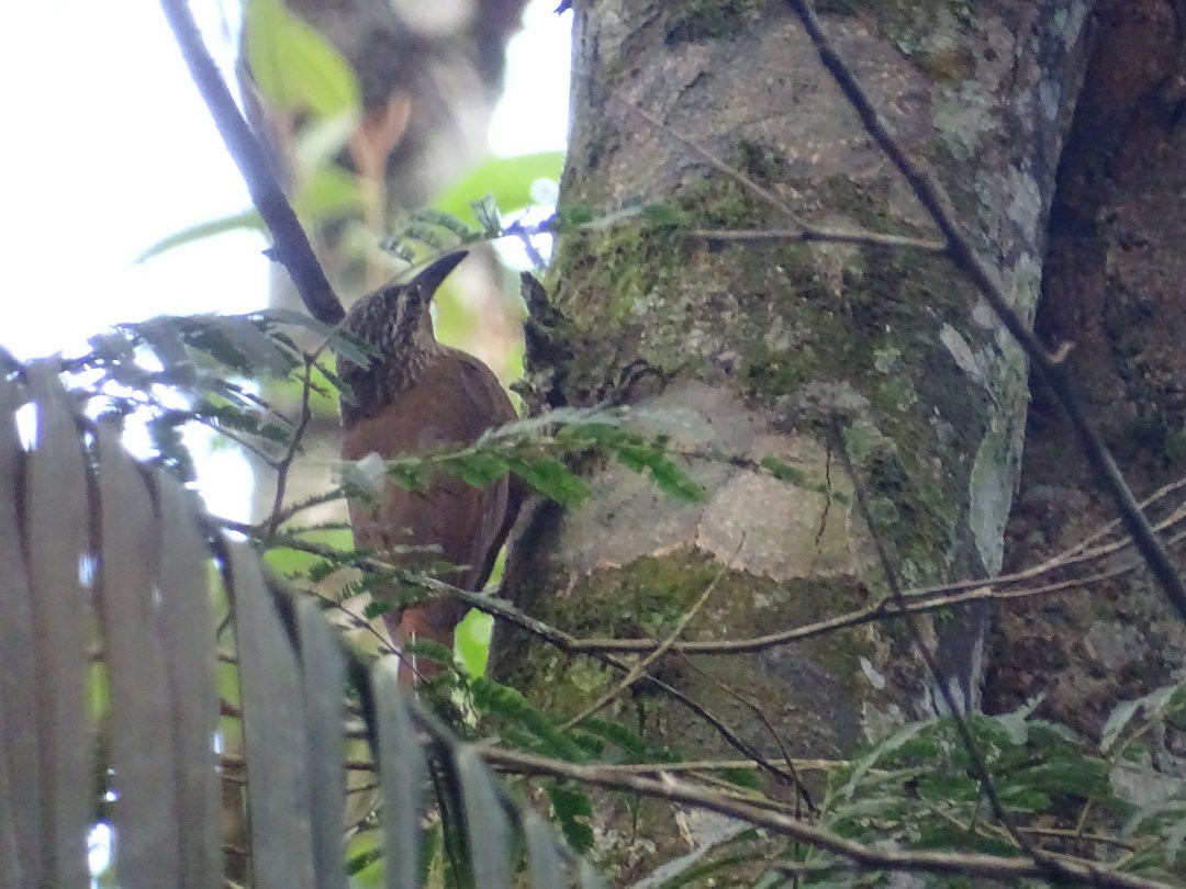 Trepatroncos Gorjiblanco - ML647679298