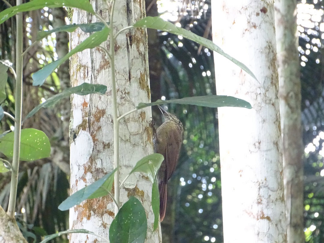 Trepatroncos Gorjiblanco - ML647679299