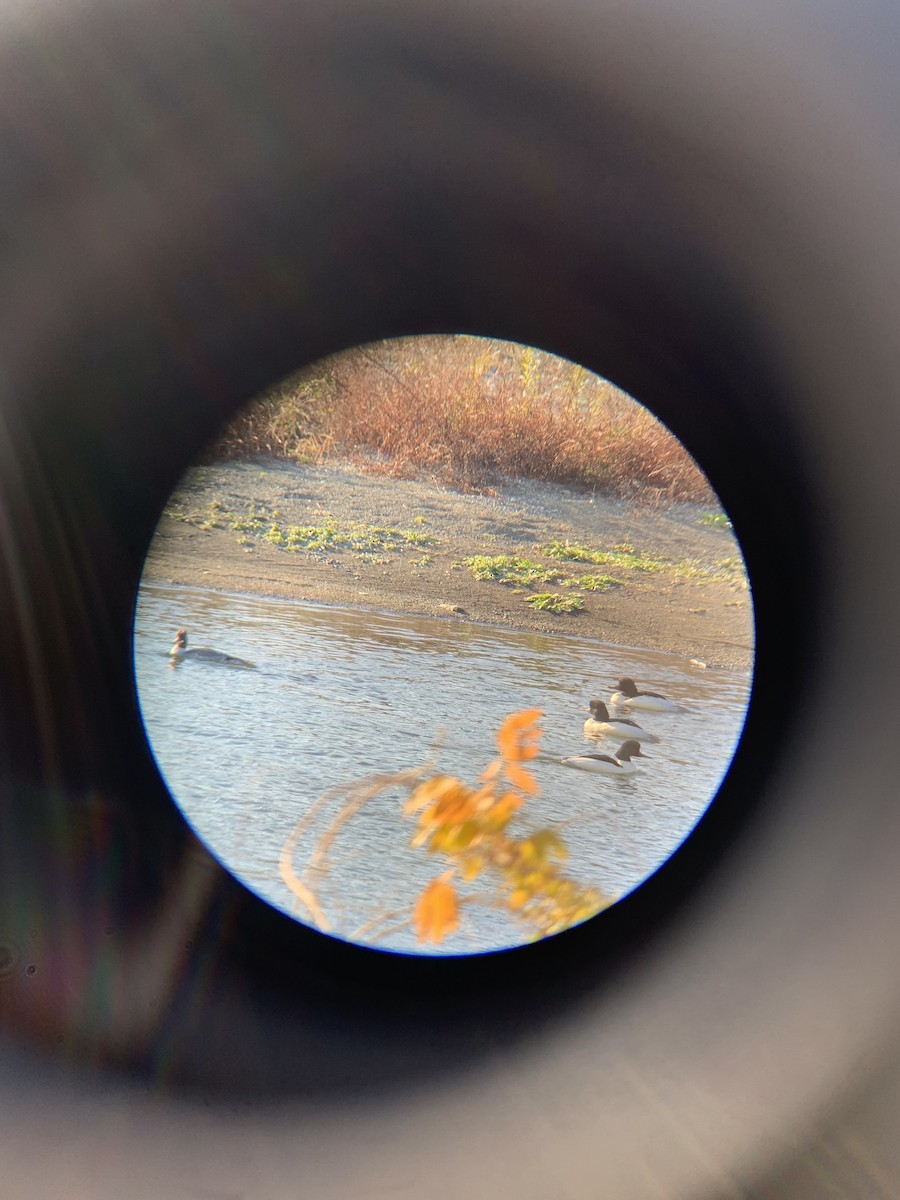 laksand - ML647679305