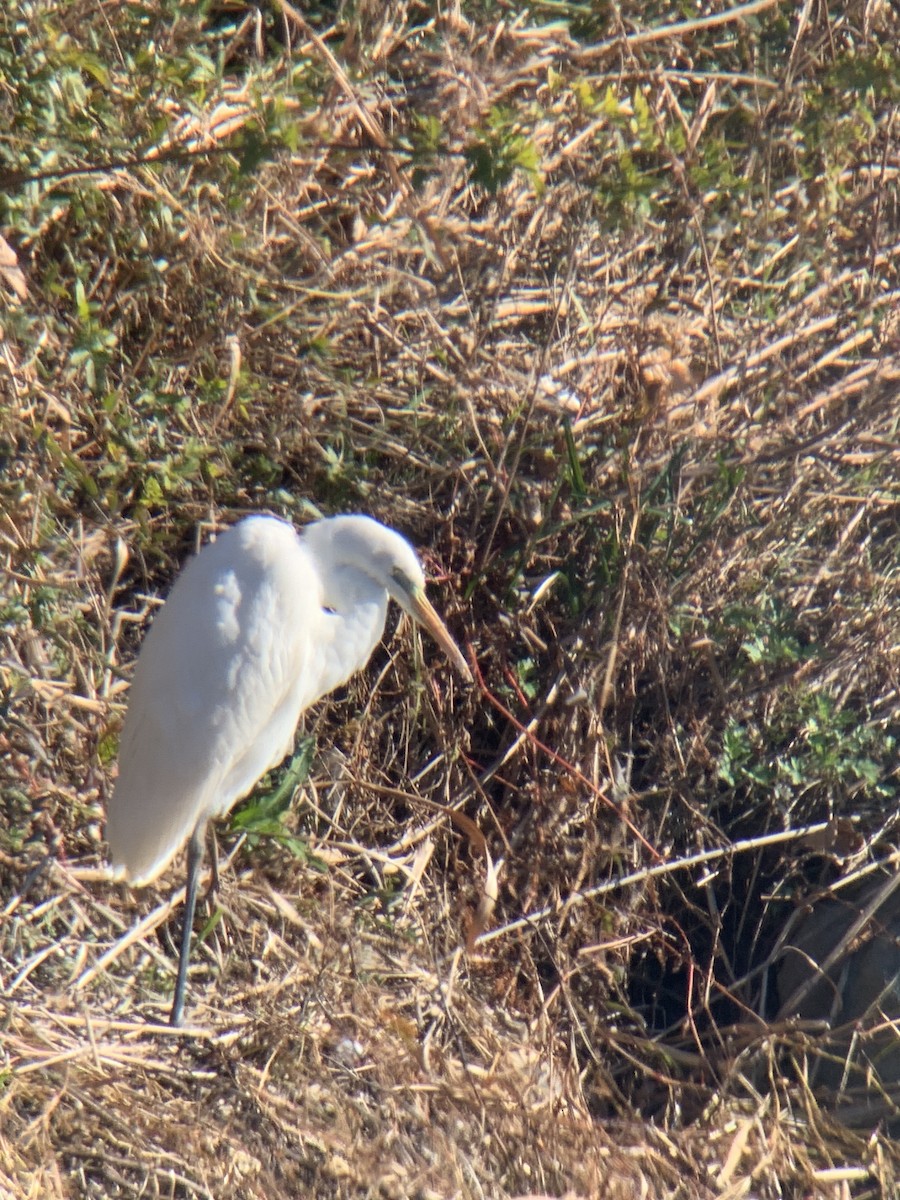 egretthegre - ML647679323