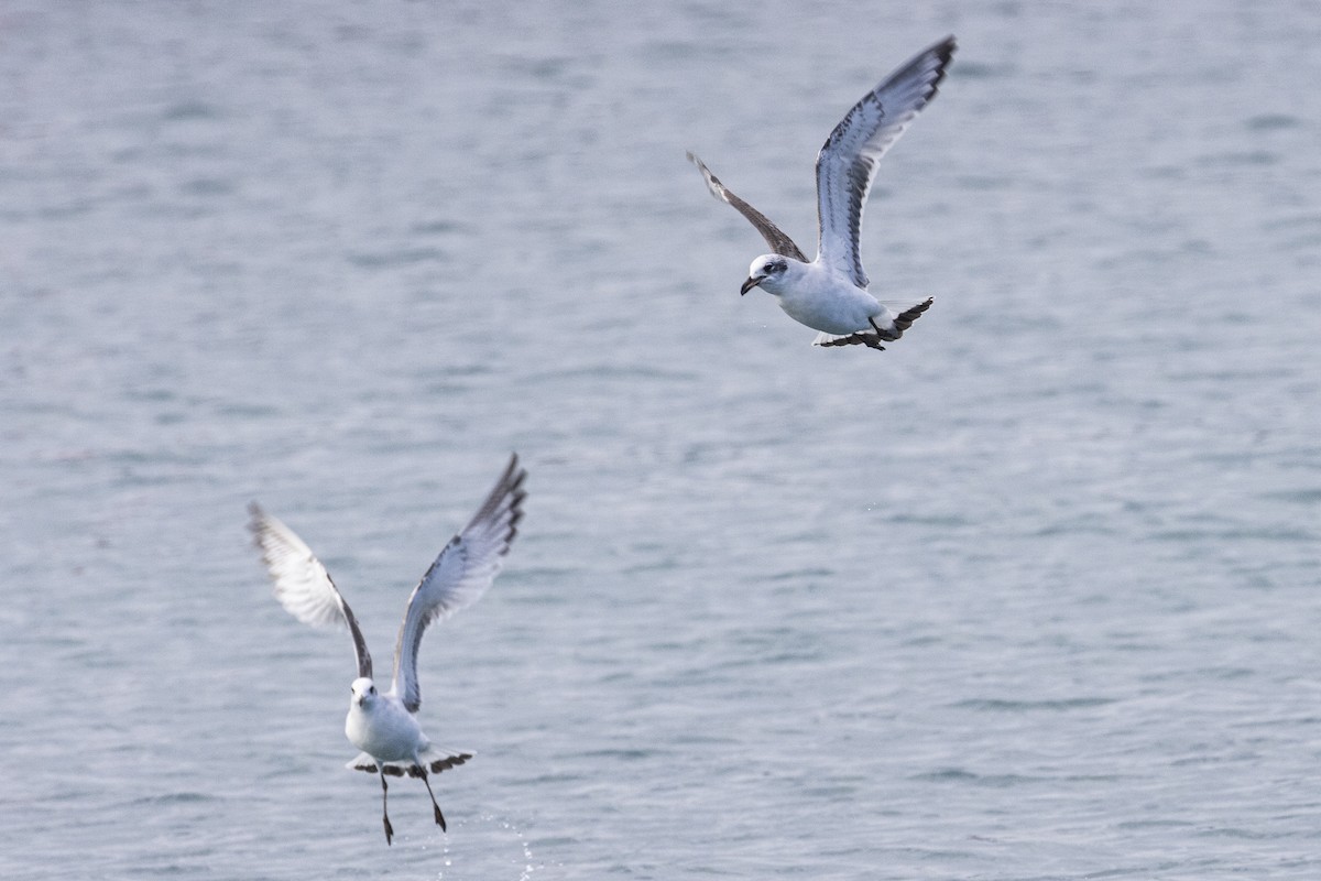Mediterranean Gull - ML647679325
