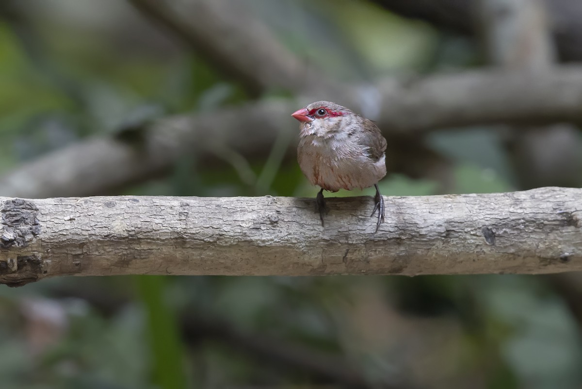 Black-rumped Waxbill - ML647679326