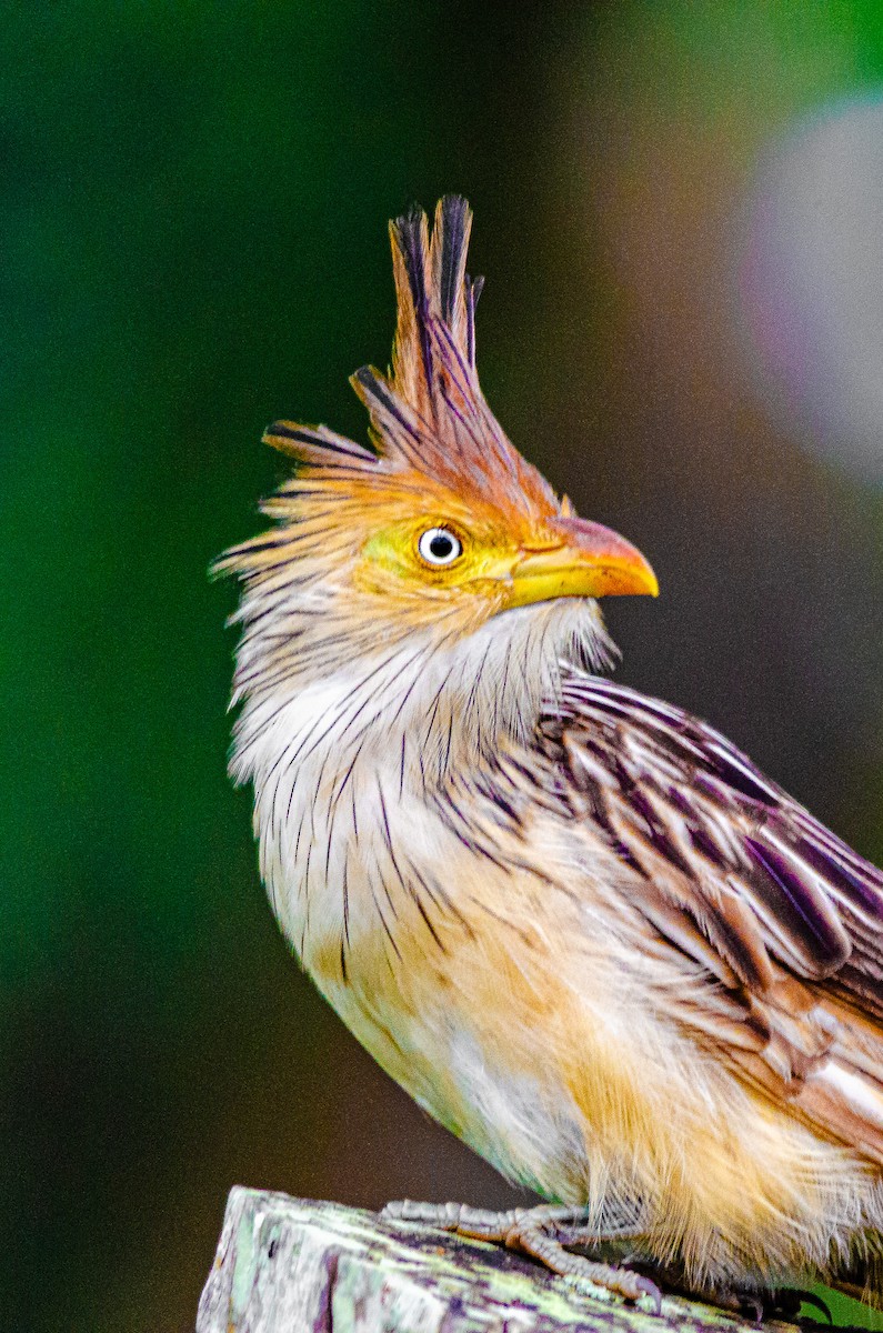 Guira Guguğu - ML647679342