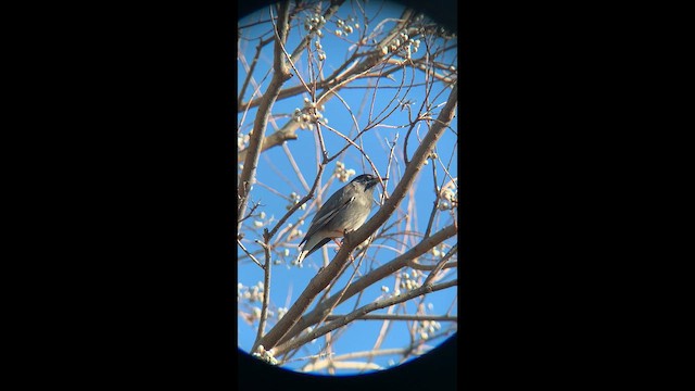 sotstær - ML647679345