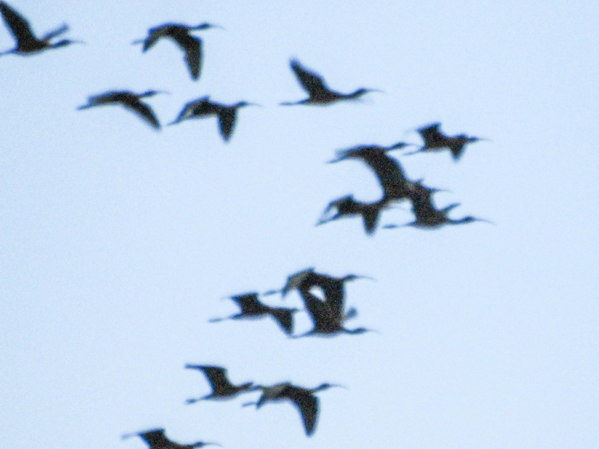 Beltzaran musuzuria - ML647679347