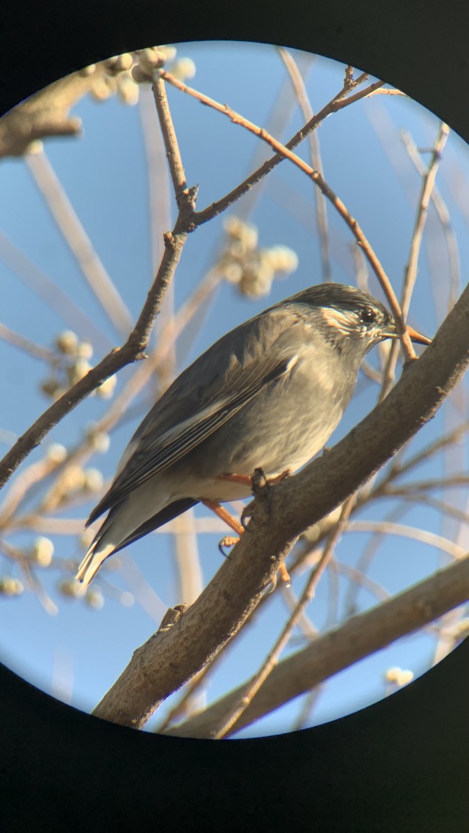 sotstær - ML647679351