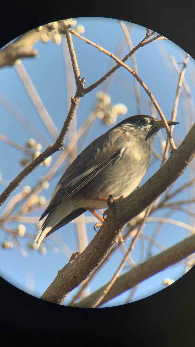 sotstær - ML647679352