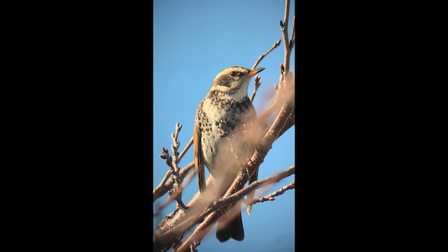 svartflekktrost - ML647679363