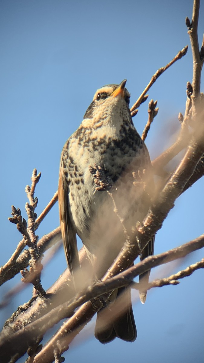 svartflekktrost - ML647679364