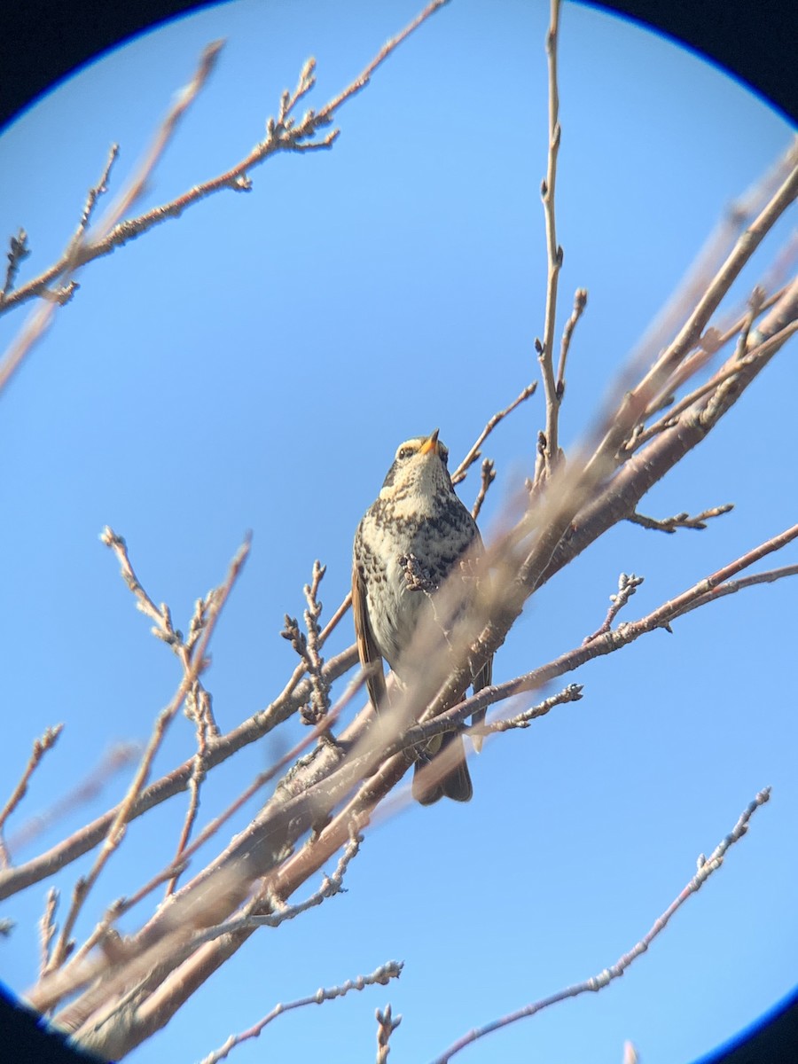 svartflekktrost - ML647679365