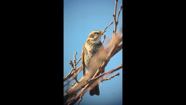 svartflekktrost - ML647679366