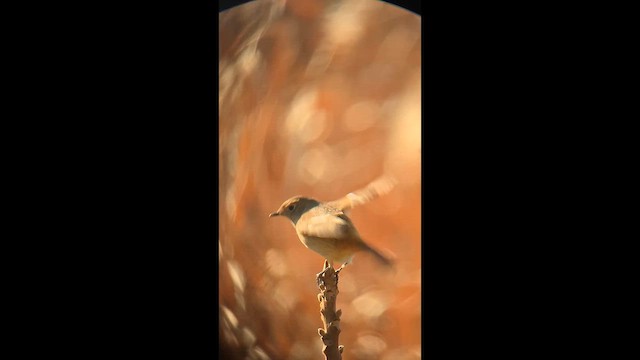 aurorarødstjert - ML647679376