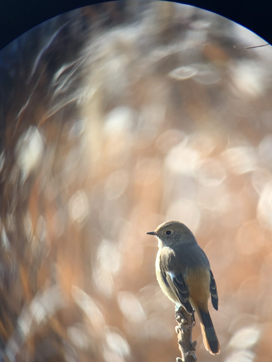 aurorarødstjert - ML647679377