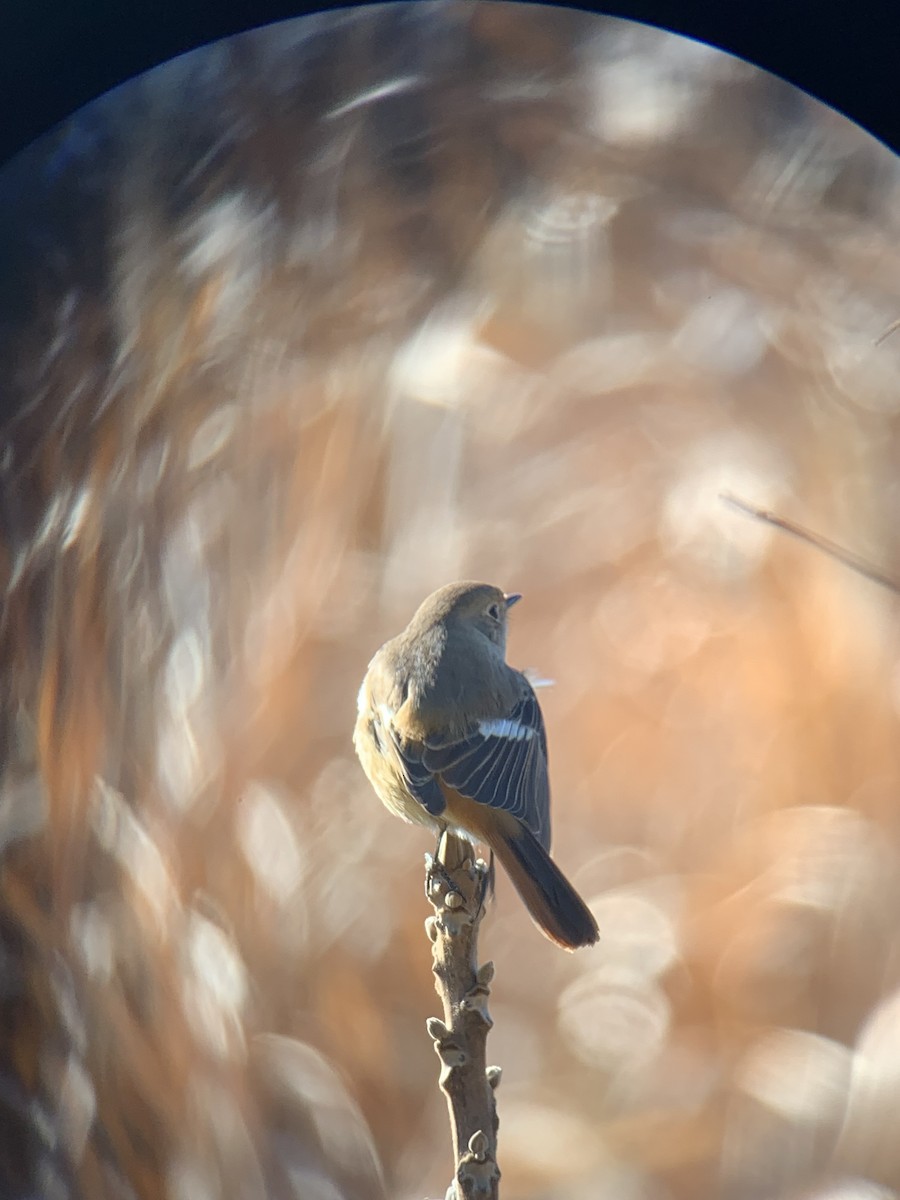 aurorarødstjert - ML647679378