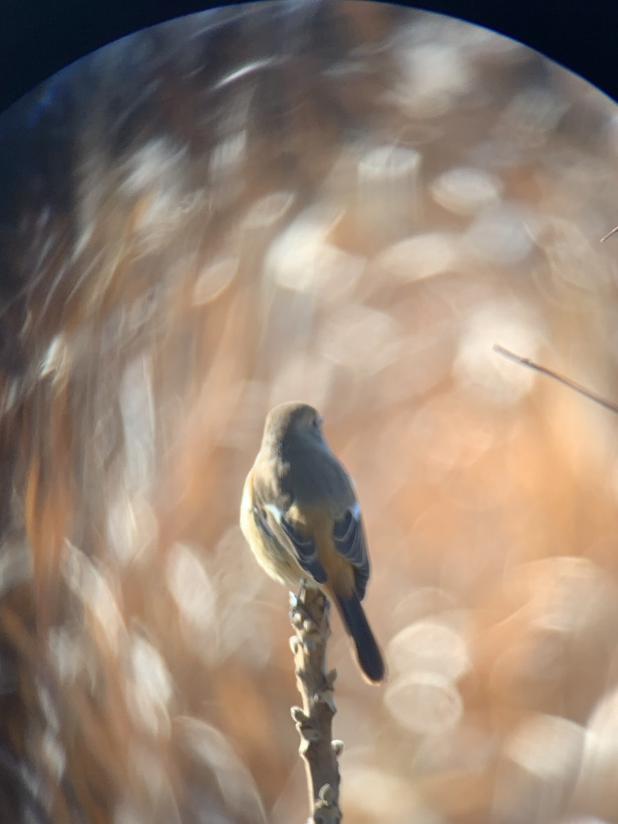 aurorarødstjert - ML647679379