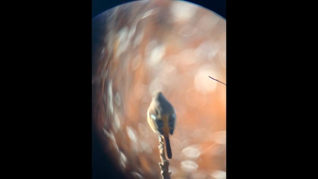 aurorarødstjert - ML647679380