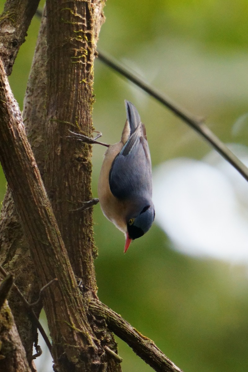 Velvet-fronted Nuthatch - ML647679388