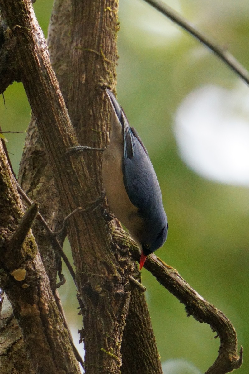 Velvet-fronted Nuthatch - ML647679389