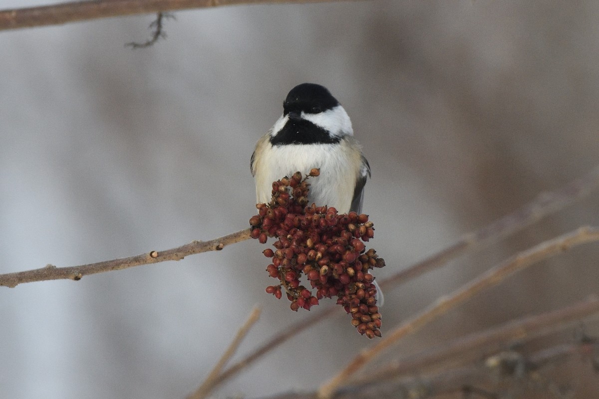 Black-capped Chickadee - ML647679392