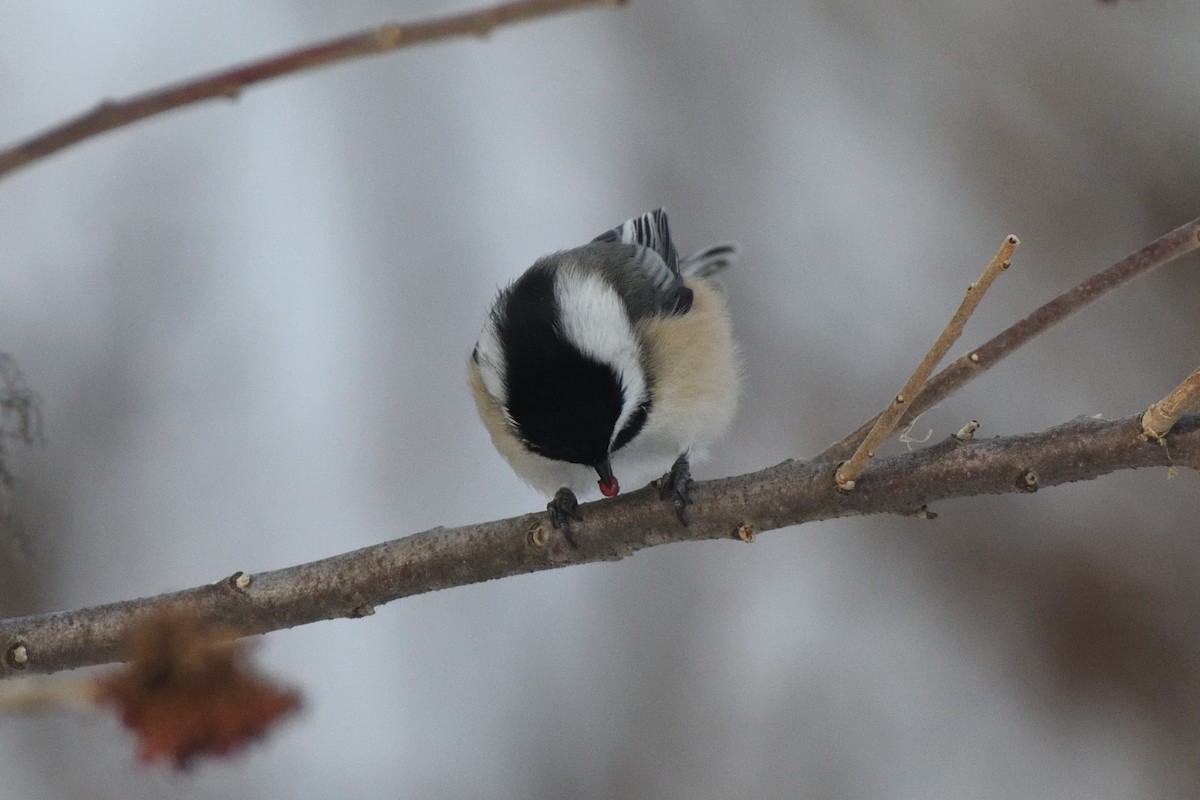 Black-capped Chickadee - ML647679395