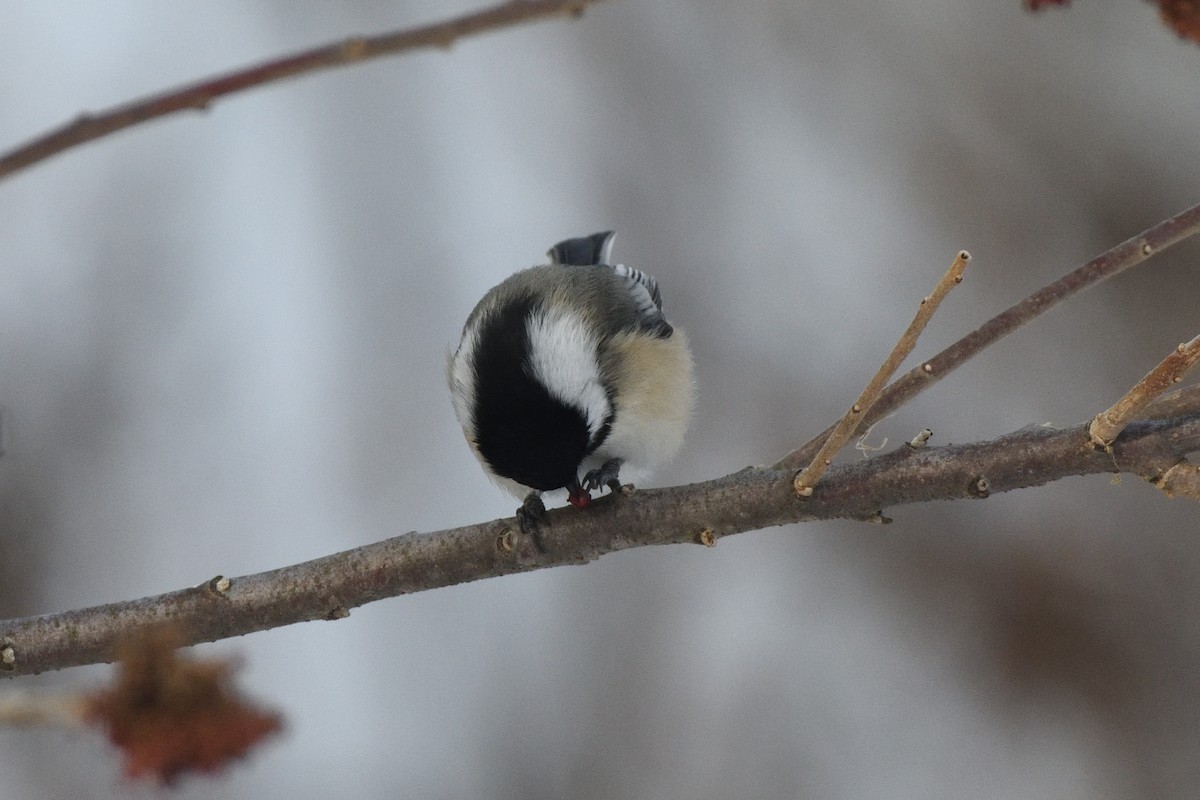 Black-capped Chickadee - ML647679396