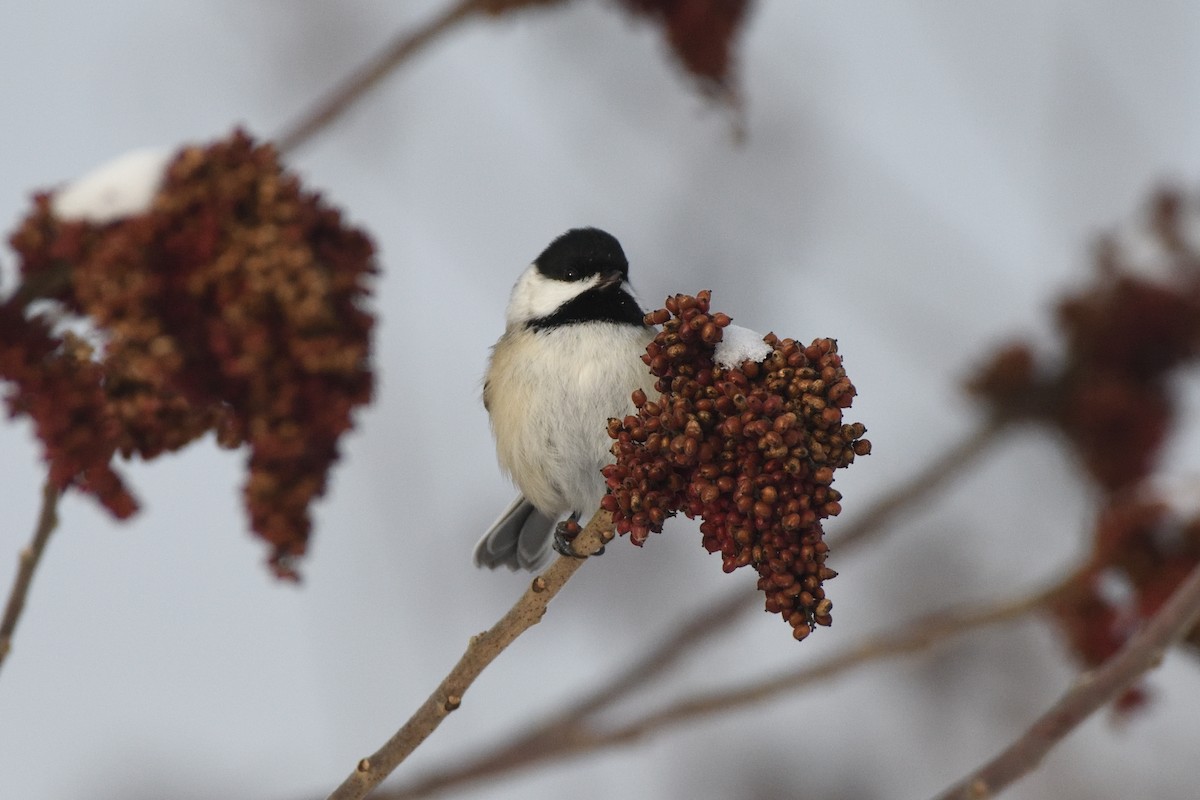 Black-capped Chickadee - ML647679397