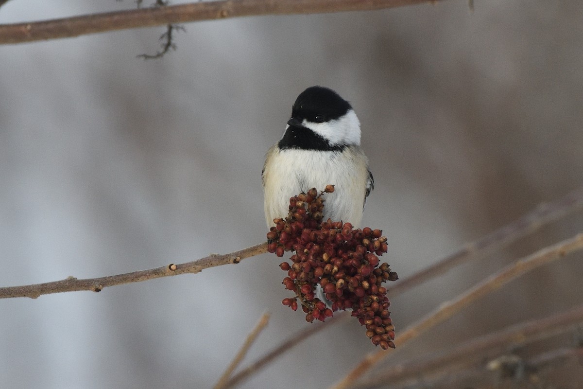 Black-capped Chickadee - ML647679398
