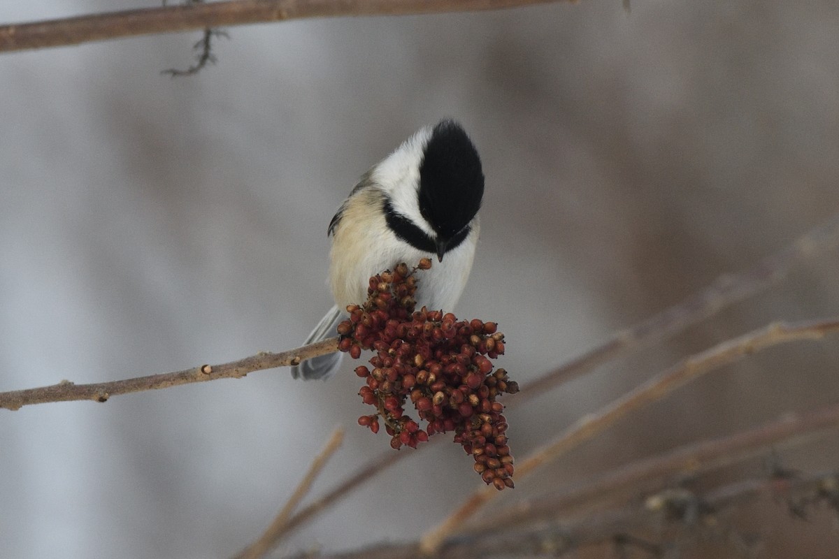 Black-capped Chickadee - ML647679399