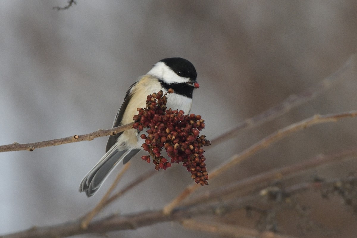 Black-capped Chickadee - ML647679400