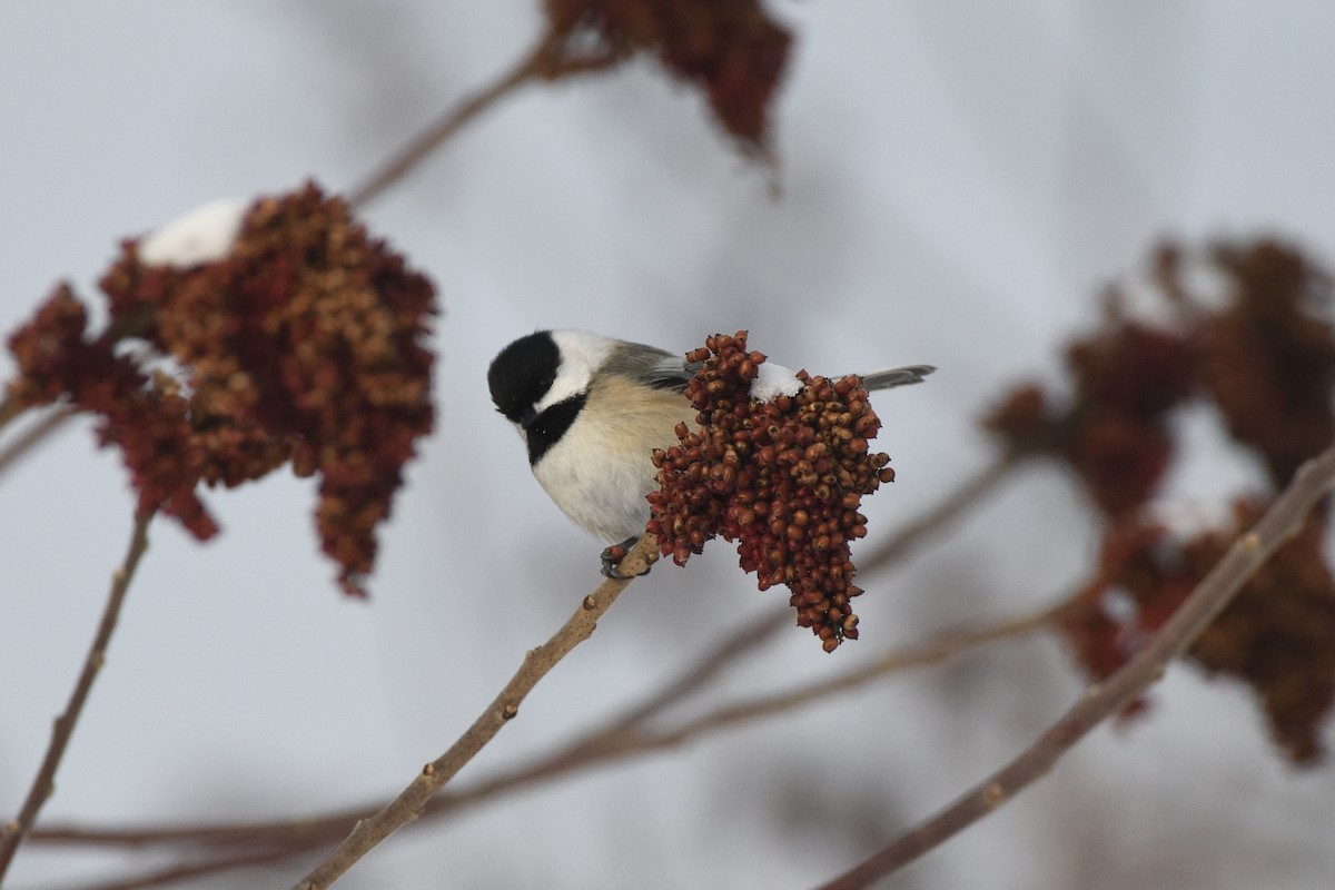 Black-capped Chickadee - ML647679401