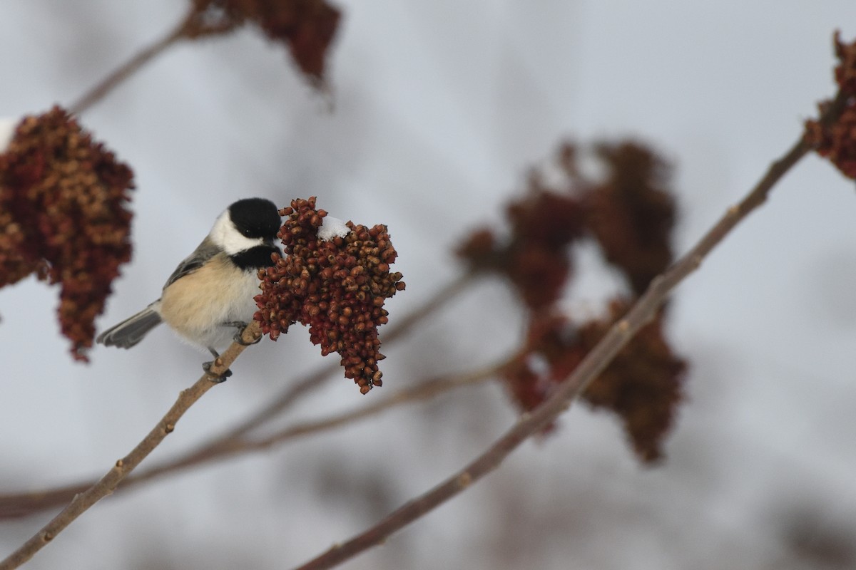 Black-capped Chickadee - ML647679402