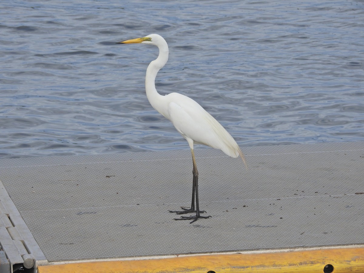 Garceta Grande - ML647679408