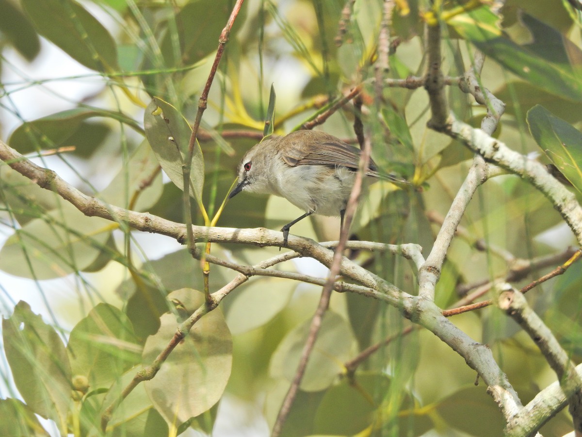 Gerigón de Manglar - ML647679418
