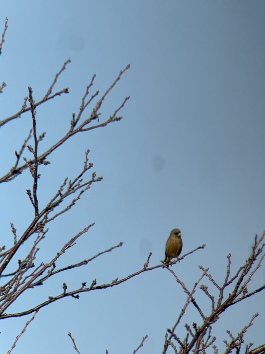 orientfink - ML647679421