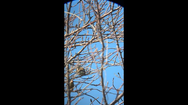 orientfink - ML647679422