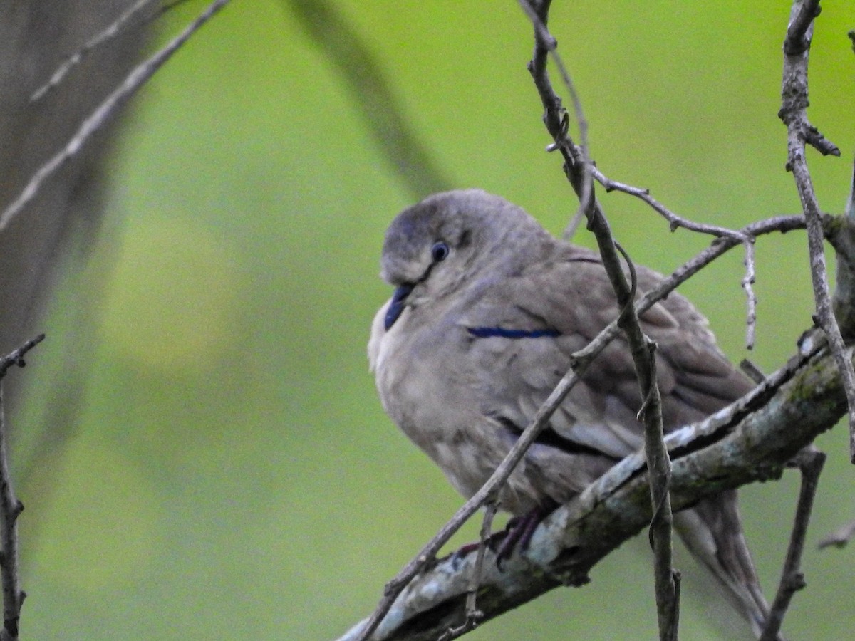 Picui Ground Dove - ML647679443