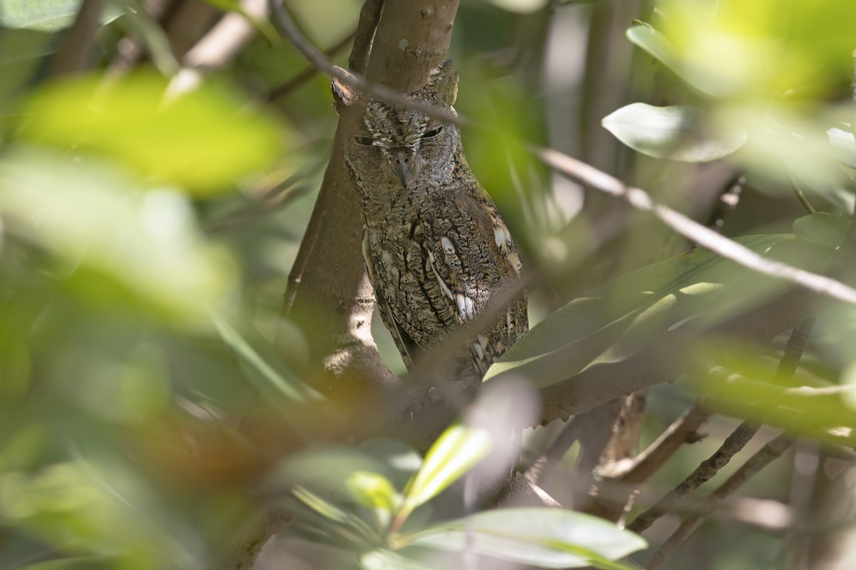 Autillo Africano - ML647679469