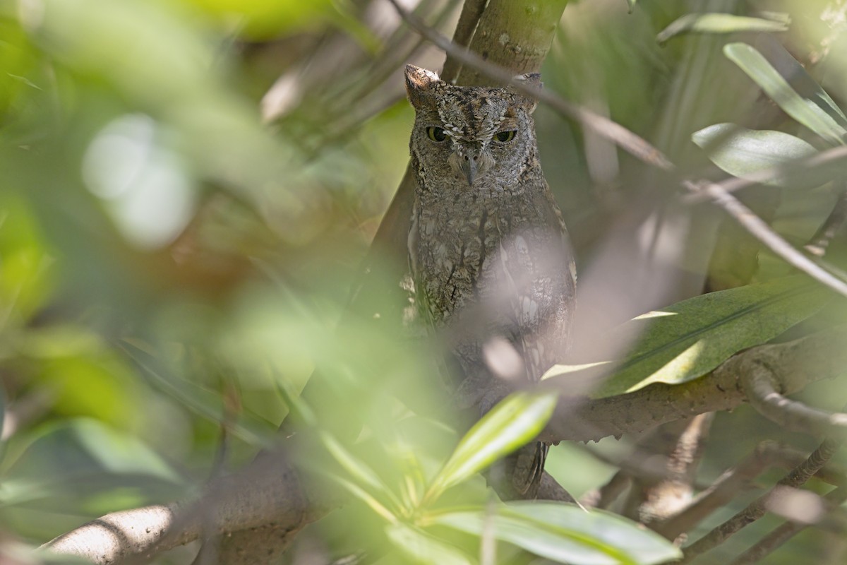 Autillo Africano - ML647679470