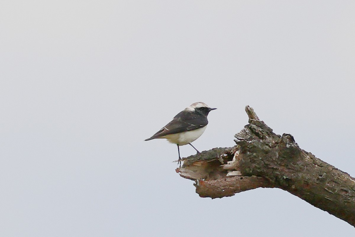 Collalba Pía - ML647679471