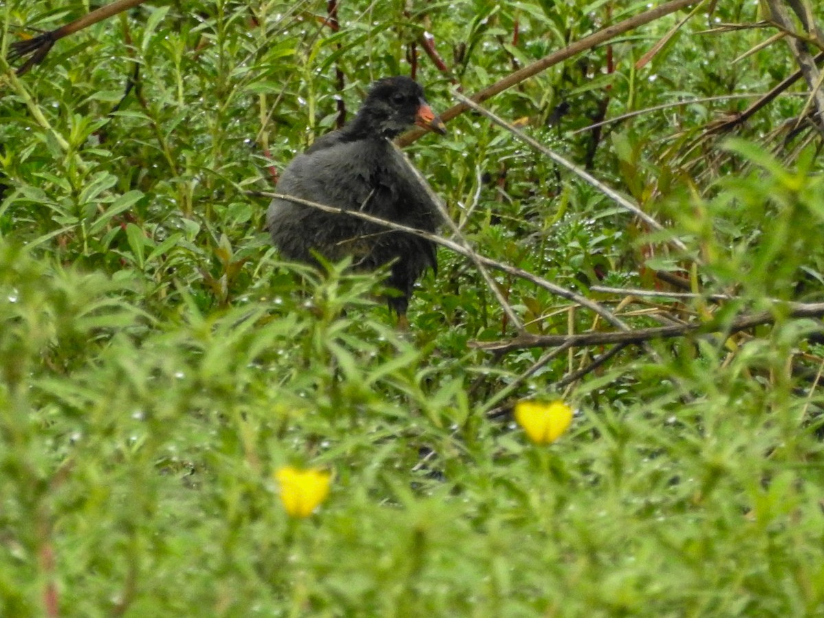 Gallineta Americana - ML647679473