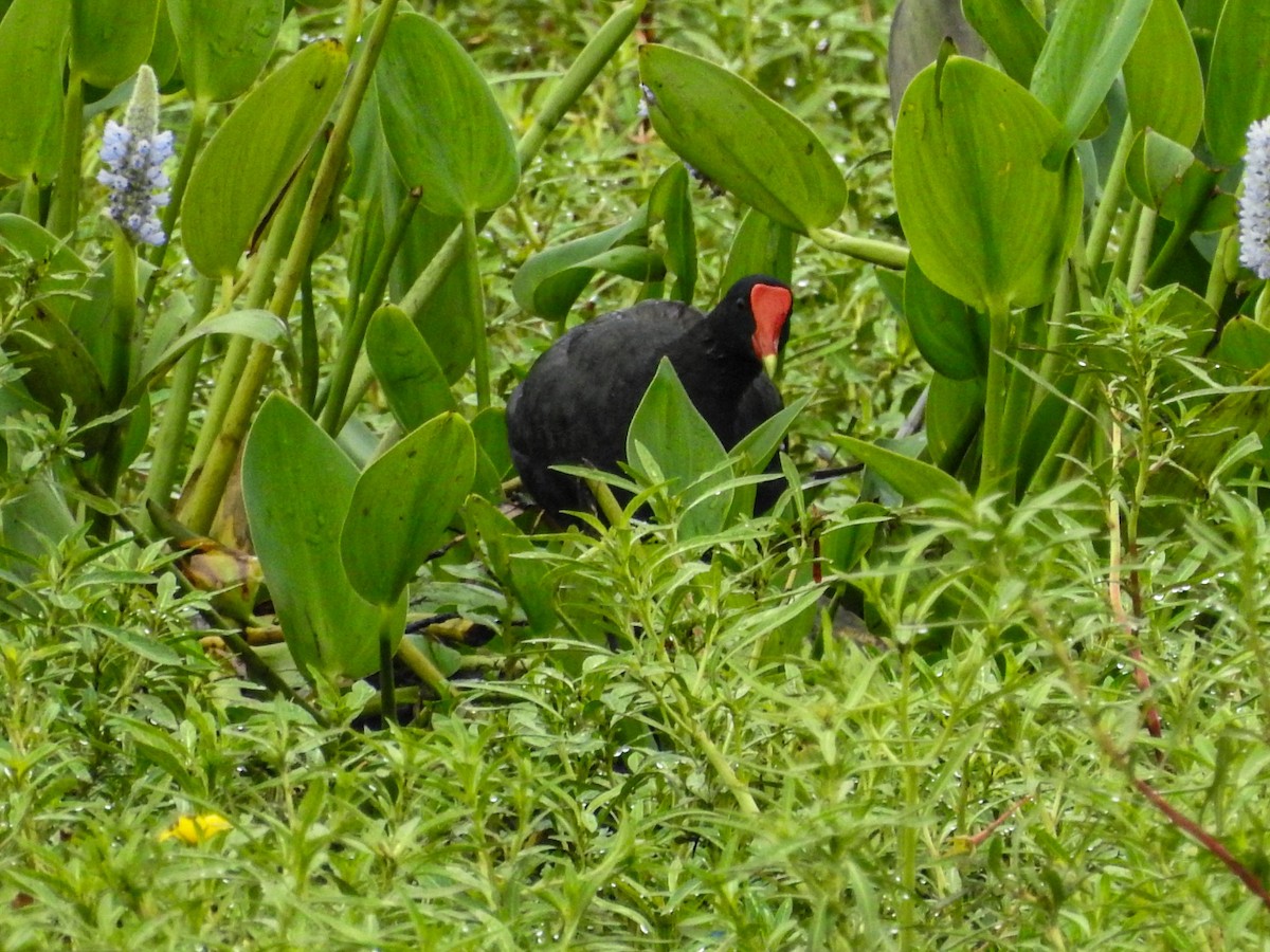 Gallineta Americana - ML647679474