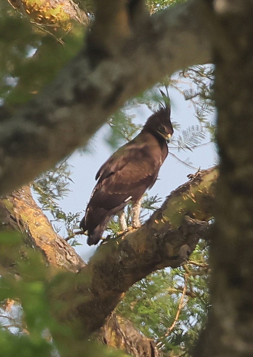 Águila Crestilarga - ML647679475
