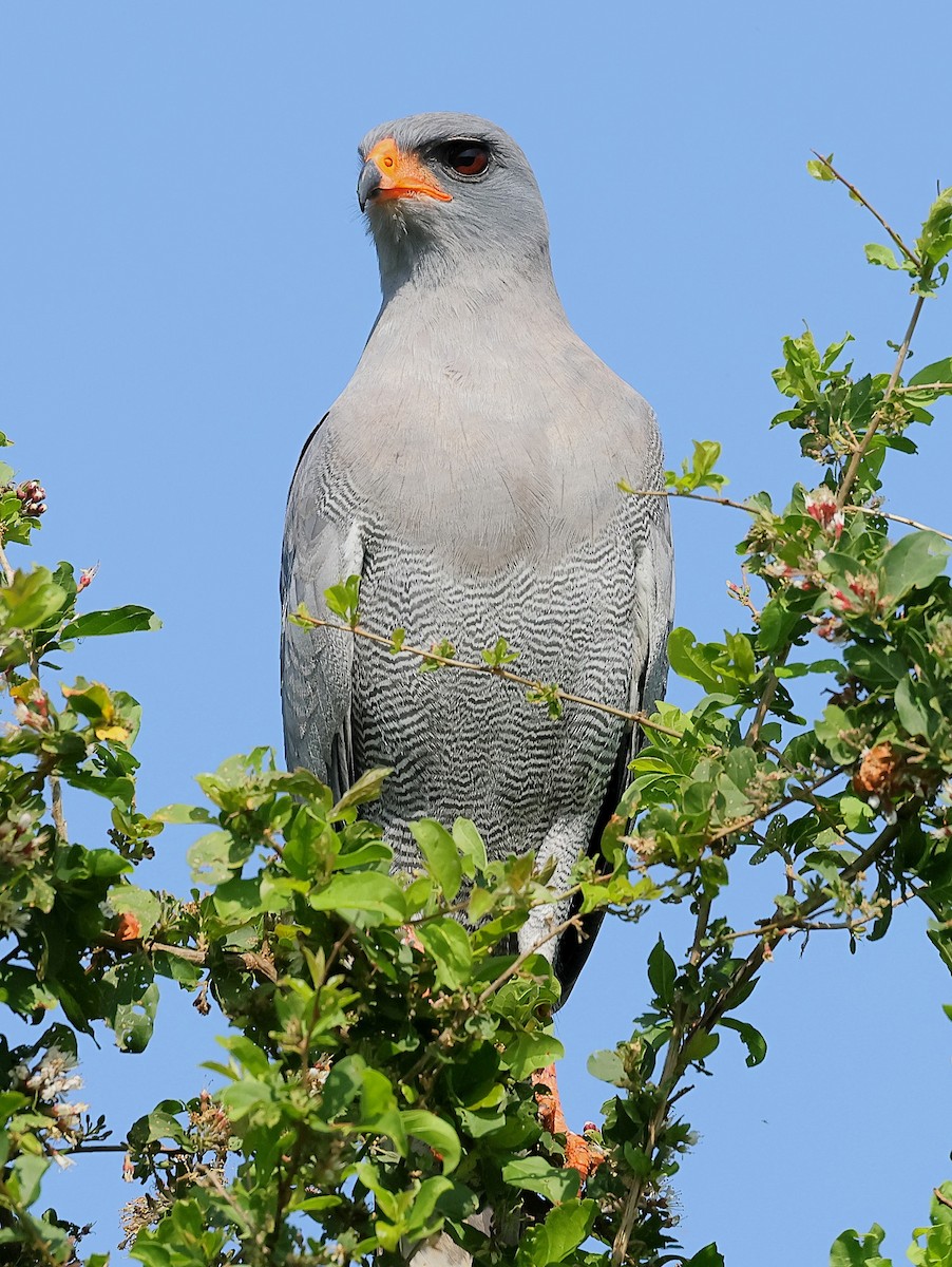 Azor Lagartijero Oscuro - ML647679476