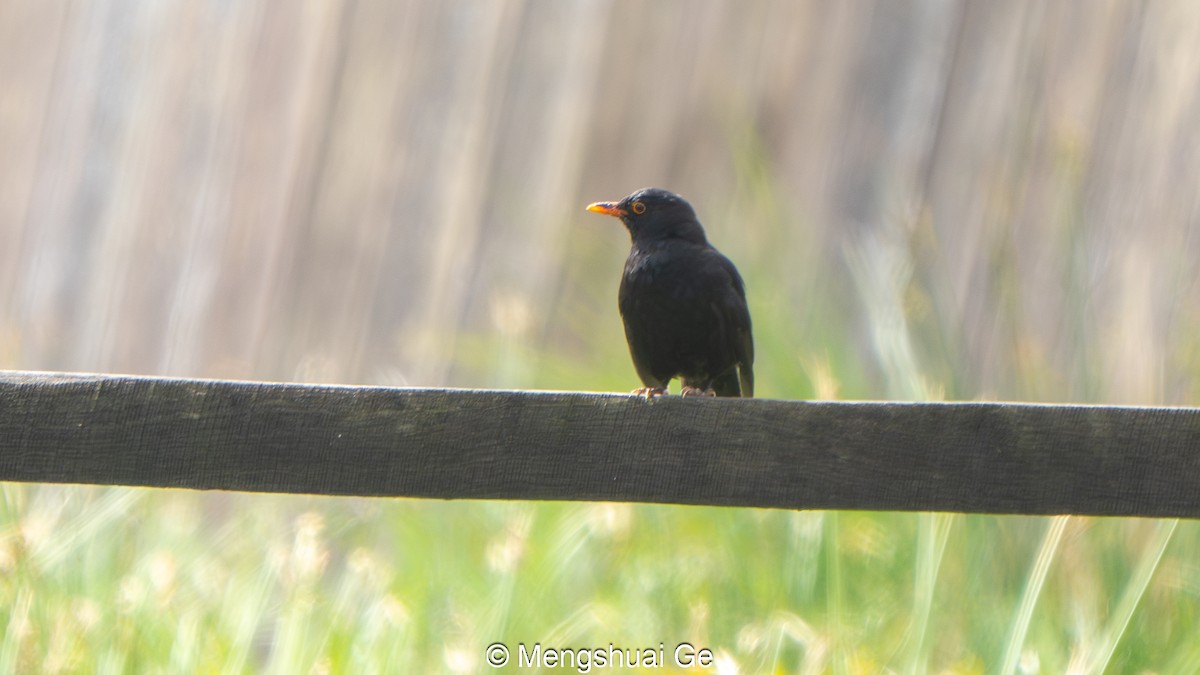 Mirlo Común - ML647679478