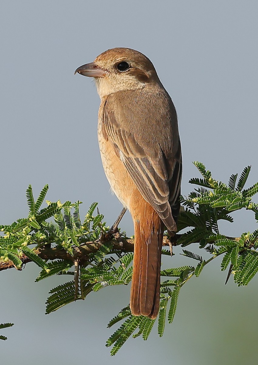 Alcaudón Isabel - ML647679479