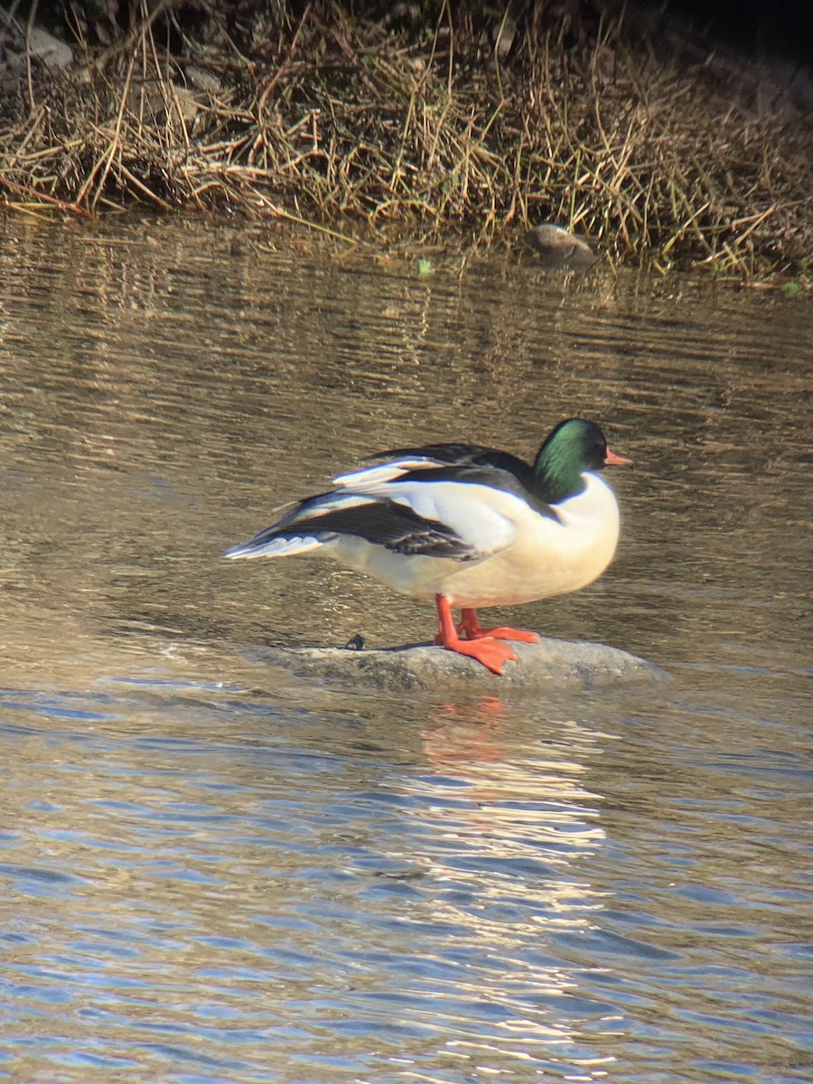 Serreta Grande - ML647679480