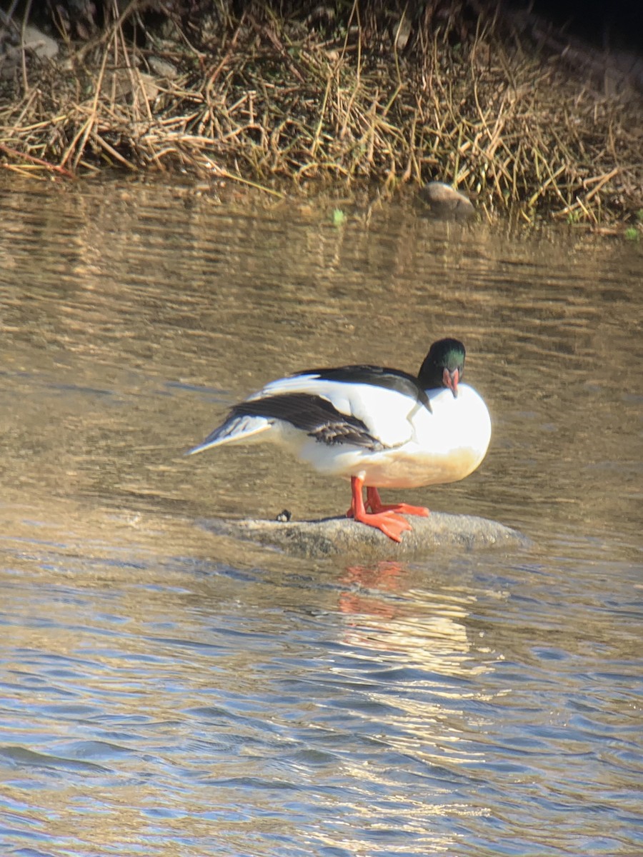 Serreta Grande - ML647679481