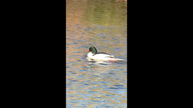 Serreta Grande - ML647679482