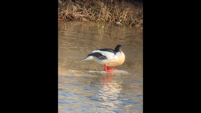 Serreta Grande - ML647679483