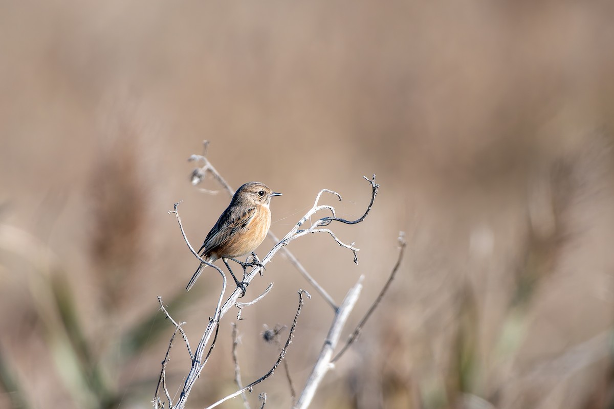 Tarabilla Europea - ML647679485